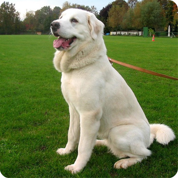 купить вольер для алабая (среднеазиатской овчарки)