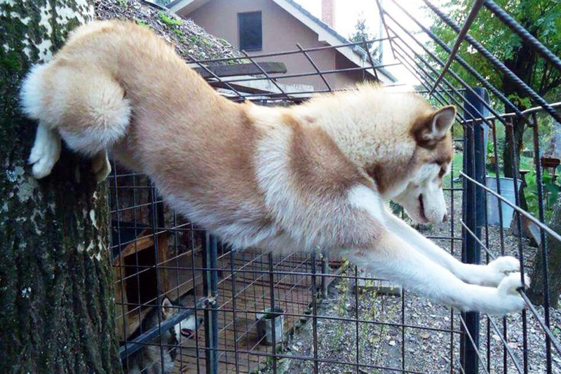 Вольер для собаки