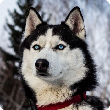 Хаски и вольеры