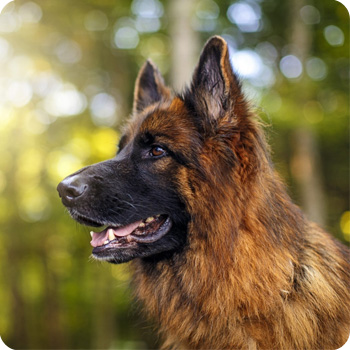 Вольер для овчарки