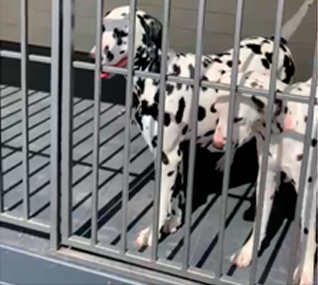 Уличный вольер для собаки