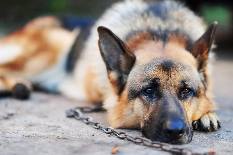 Овчарка на цепи