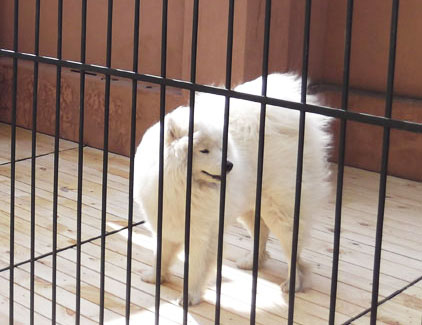 Уличный вольер для собаки