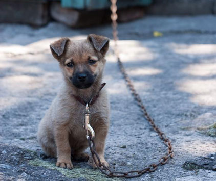 Правильно сделанный уличный вольер