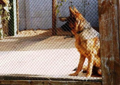 Вольер, сделанный своими руками