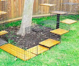 Выгул на траве