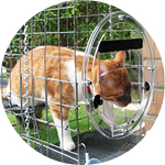 Переход в вольер из дома