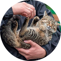 Выносить кота в вольер