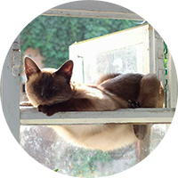 Выпускать из окна