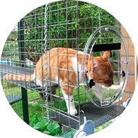 Электронная дверь для кошек