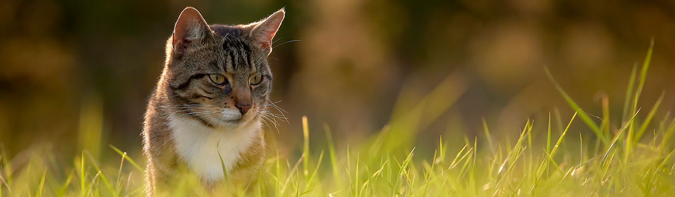 Уличные вольеры для кошек на дачу и территорию коттеджа