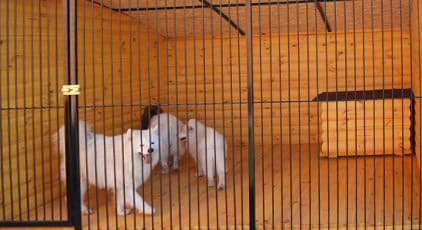 Питомцу будет комфортно и тепло