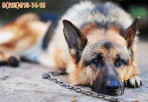 Жизнь БЕЗ цепи – удобные вольеры для собак