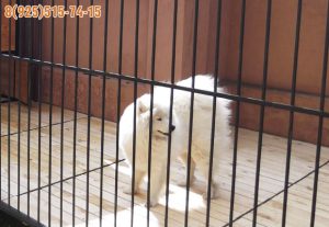 Уличный вольер для собаки